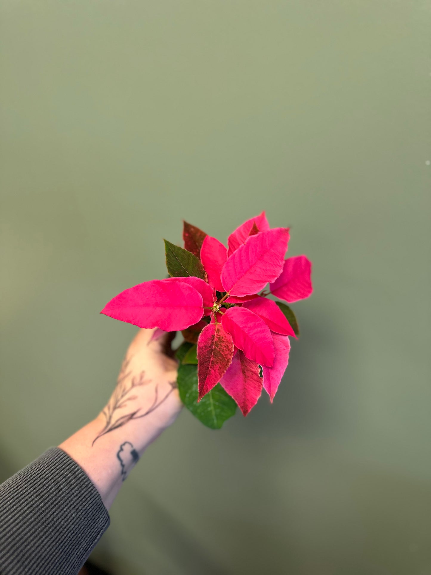 Poinsettia Pink Princettia (#2)