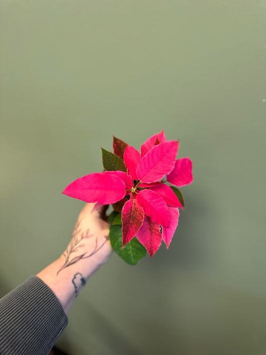 Poinsettia Pink Princettia (#2)