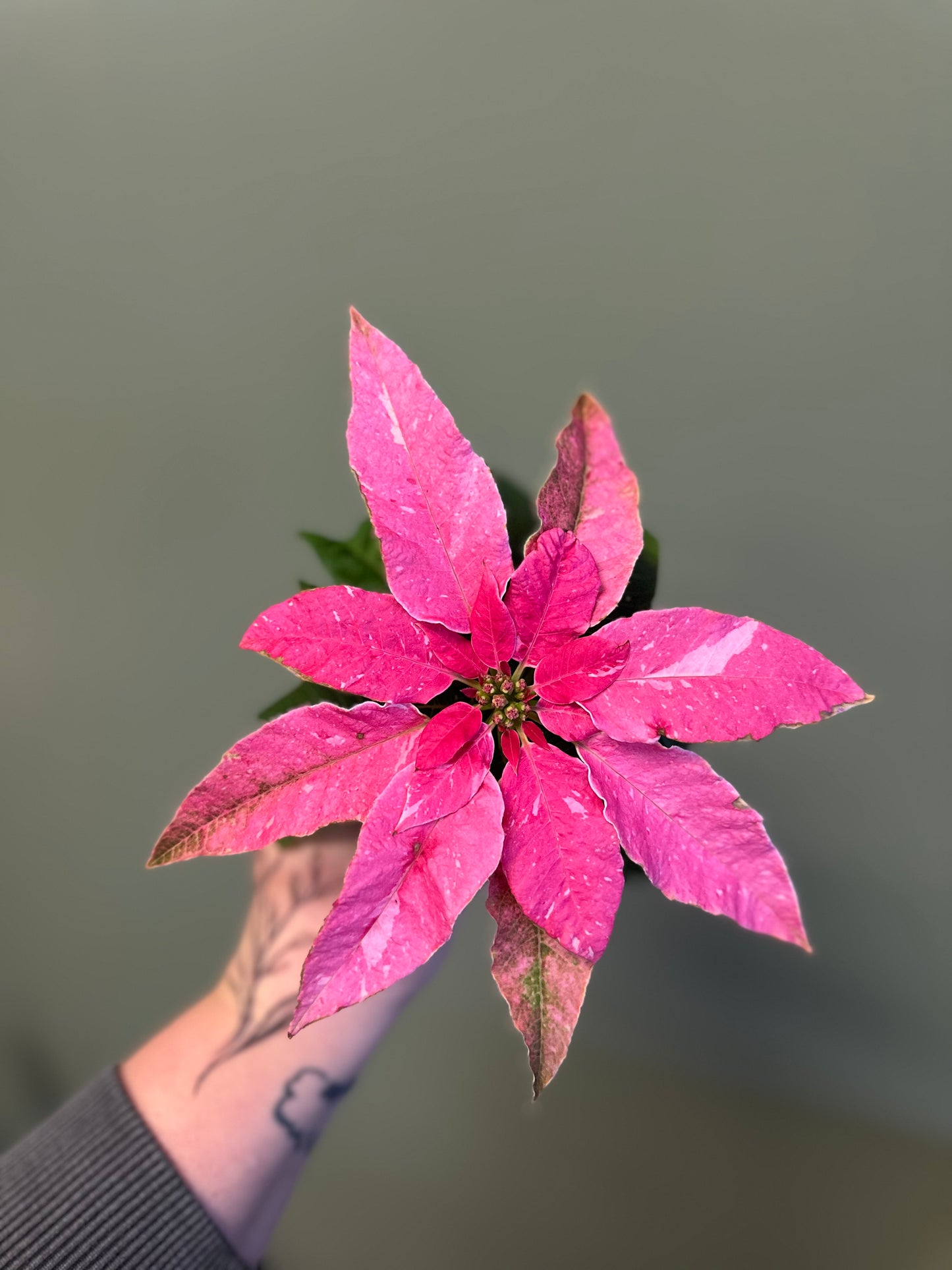 Poinsettia Sparkling Rose