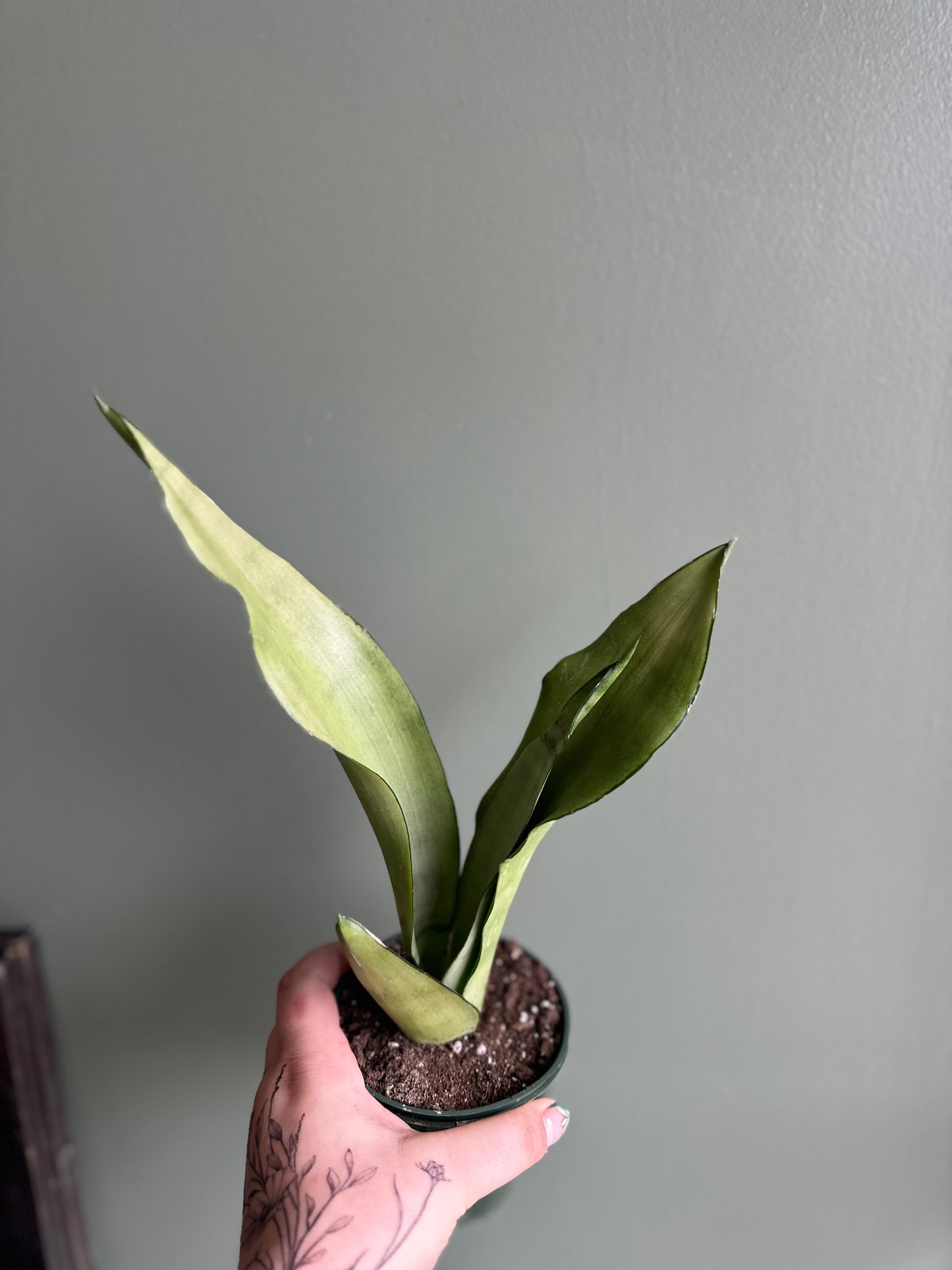 Sanseveria Moonshine