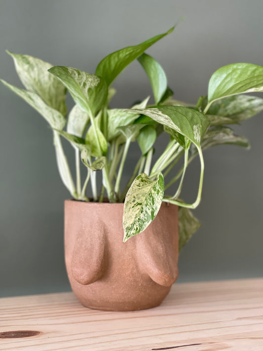 Saggy planter - 4”