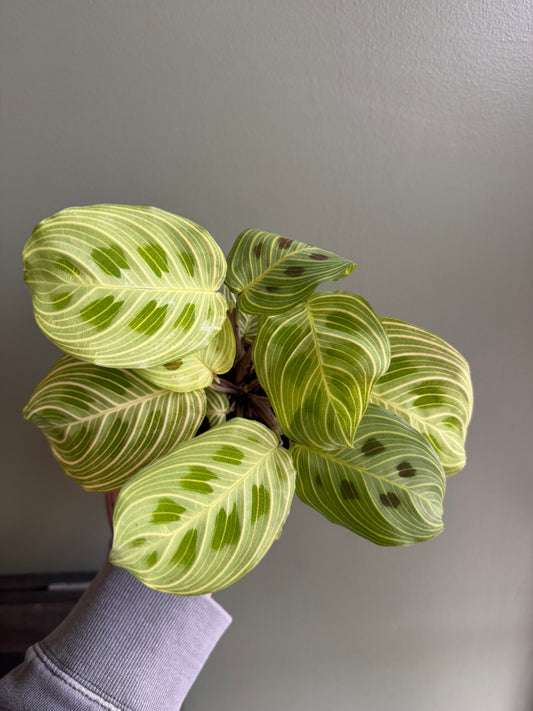 Gold Lines Prayer Plant - Maranta leuconeura - Rare