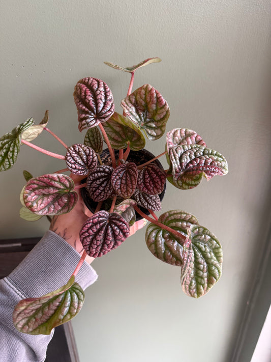 Peperomia Robella Pink - 4" Live Plant