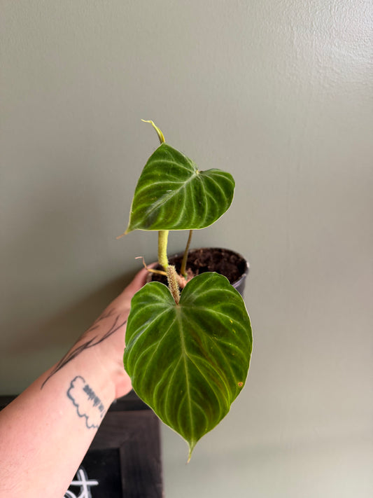 Philodendron Verrucosum - 4"