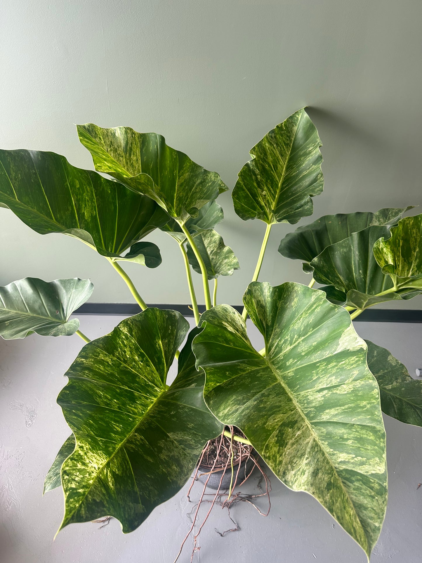 Philo Giganteum Blizzard: RAFFLE TICKET - 1/$15 or 5/$50